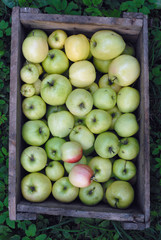 Gren apples in box. Top view