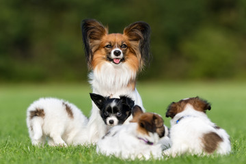 Papillon dog mother and her four young puppies