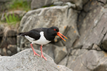 Austernfischer, Eurasian oystercatcher, Haematopus ostralegus