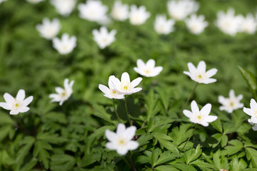 White anemone flower in blossom