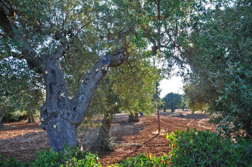 Gli uliveti del Salento - Puglia