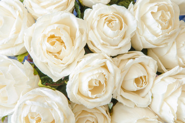 Beautiful white rose background