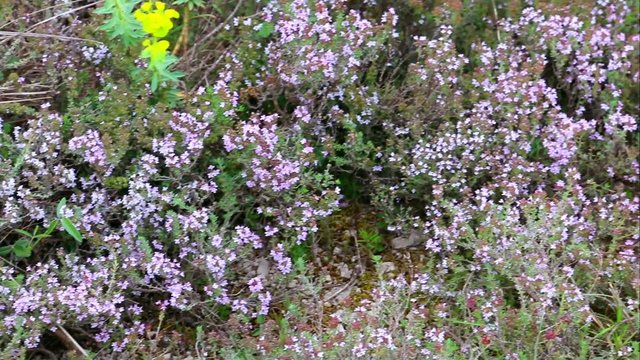 Parterre de thym de garrigue