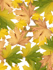 Maple leaves 