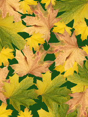 Maple leaves 