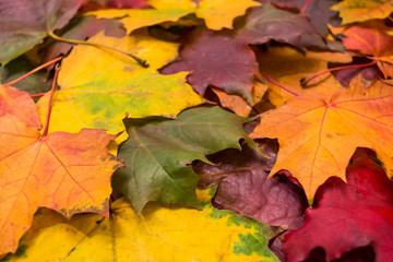 Naklejka na ściany i meble Natural background of maple leaves