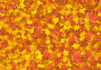 Naklejka na ściany i meble Jointless texture of maple leaves