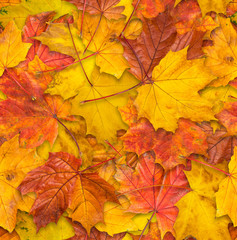 Naklejka na ściany i meble Jointless texture of maple leaves