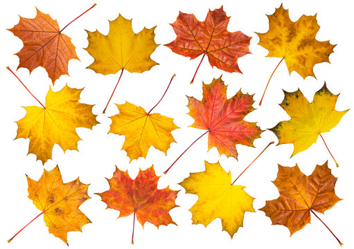 Set of maple leaves on white background