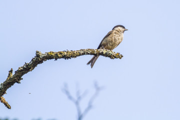 Sumpfmeise (Parus palustris)