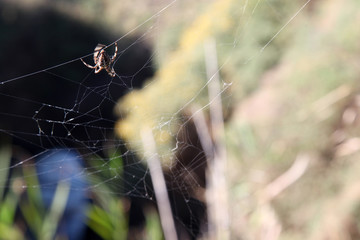 ara&ntilde;a