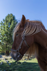 cheval à crinière blonde