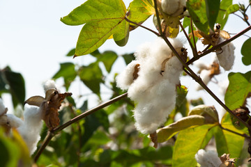 Reveal the cotton boll