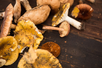 Selbergesammelte Pilze