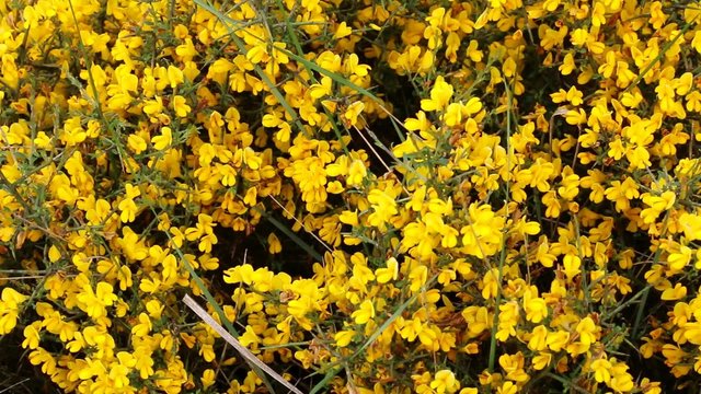 Floraison de l'ajonc de Provence