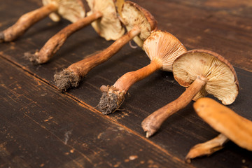 Selbergesammelte Pilze