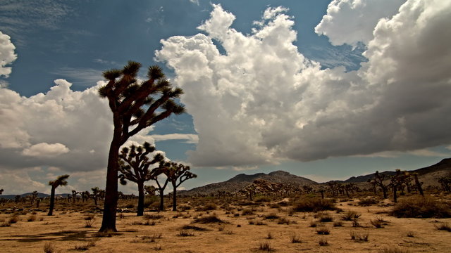 Time Lapse 2056: Time lapse clouds travel over the Joshua Tree National Park, California.