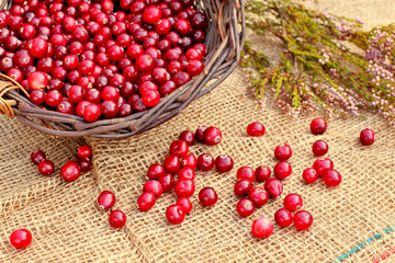 Cranberries in basket with juniper on sackcloth