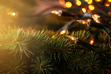 Christmas lights and branches of spruce