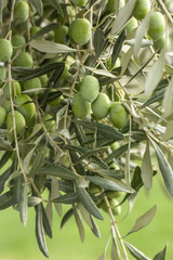 Zeytin Ağacı © Esin Deniz