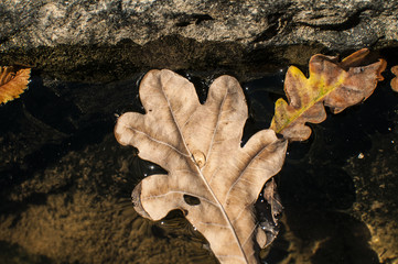 Dry fallen autumn leaves in rocky puddle closeup