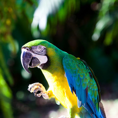 Macaw parrot on a tree