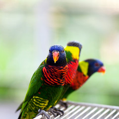 Lory parrot