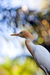 Cattle Egret, or Bubulcus Ibis on blurred background