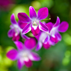 Fototapeta na wymiar Pink dendrobium orchid close up on blurred background