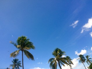 tropical palm trees swaying on a blue sky backdrop 