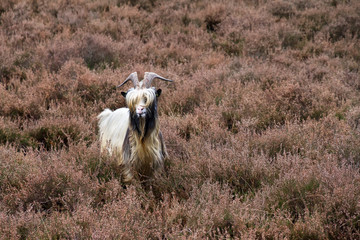 Naklejka premium Landrace goat on the moor in the Netherlands