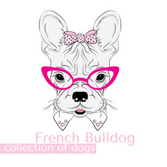 Collection of purebred dogs in the vector. French Bulldog. The girl in glasses .
