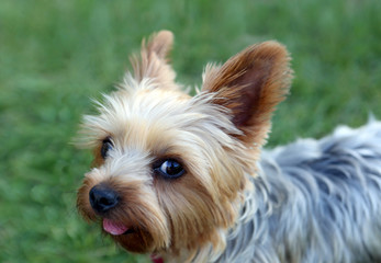 Yorkshire terrier