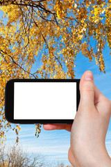 Fototapeta premium smartphone and birch twigs with autumn leaves