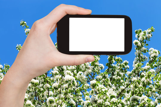 smartphone and spring blossoming tree and blue sky