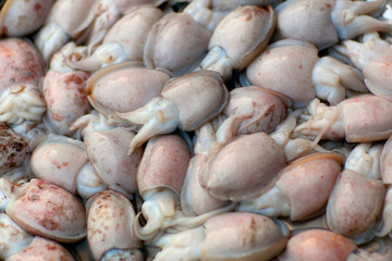 Fresh Squid on a market stall, Myanmar, Southeast Asia