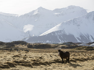 Icelandic pony in wintertime