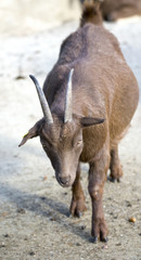 Fototapeta premium Steinbock Muttertier