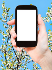 Fototapeta premium smartphone and white cherry tree flowers