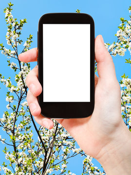smartphone and white cherry tree flowers
