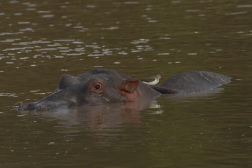 Hippo floating through the waters