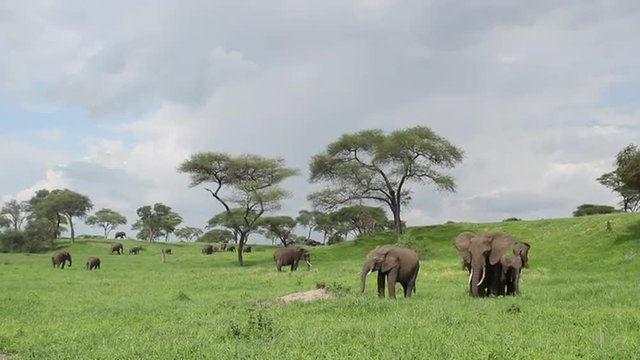Wide shot of African elephants eating in the lush green African savannah 