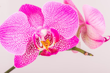 Close-up of orchid blossom