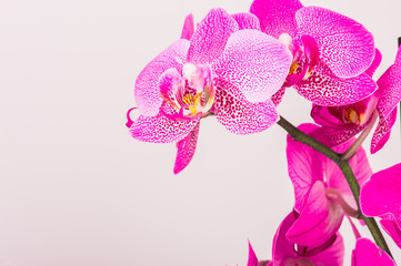 Close-up of orchid blossom