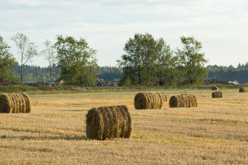 Bales on the Lawn