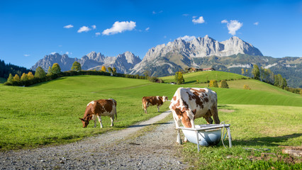 Almkuh vor Wildem Kaiser