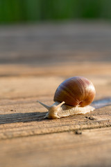 Raus aus dem Schneckenhaus