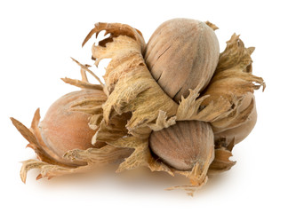 brown hazelnuts isolated on the white background