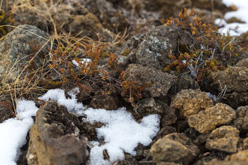 Spring awakening in Iceland