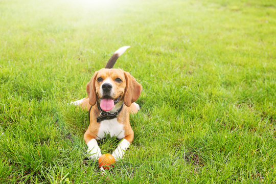 Funny cute beagle dog in park on green grass